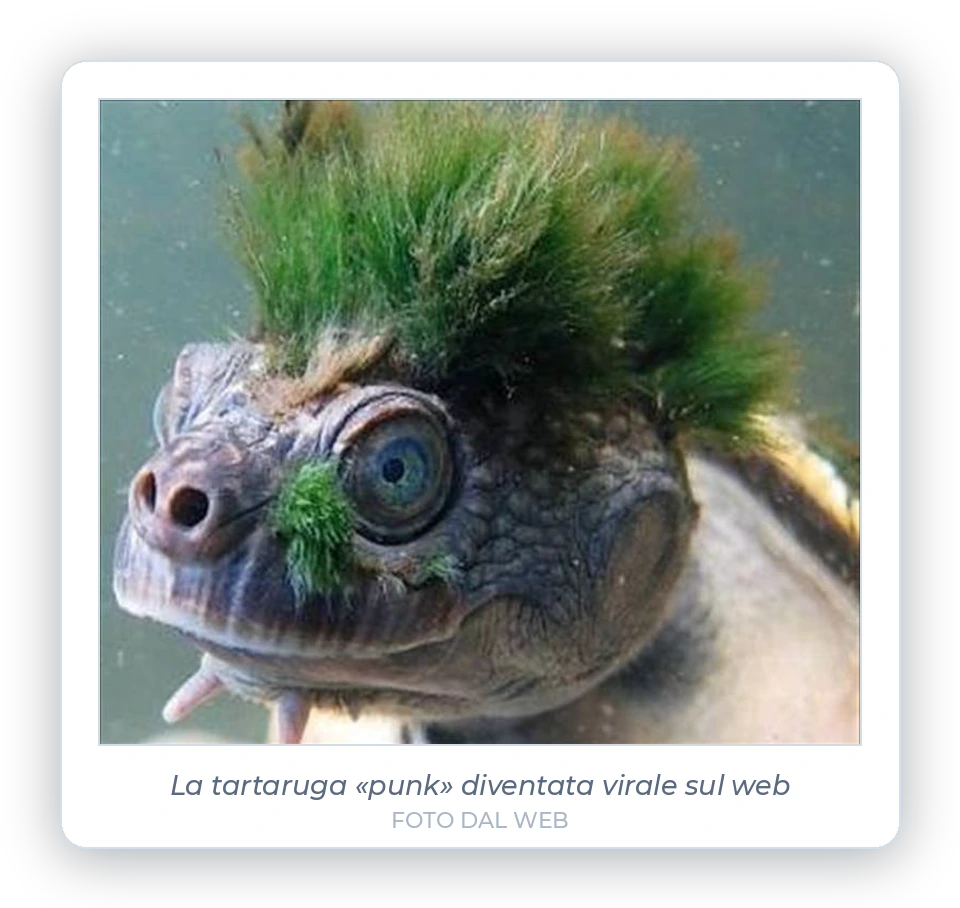 Tartaruga con alga verde sulla testa, l'immagine virale dal web usata come metafora del metodo Tutor Up: superano quelli con i capelli verdi